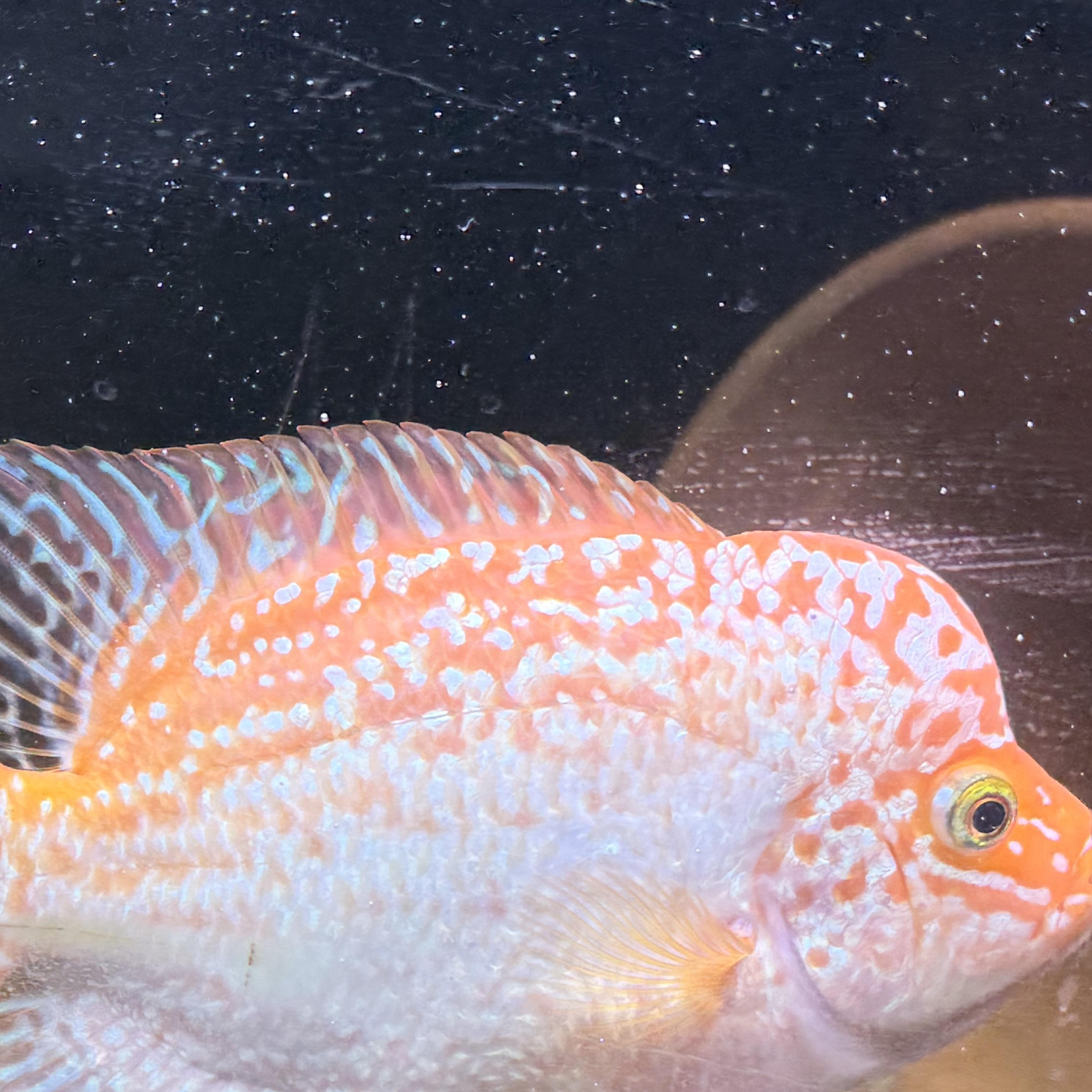 Enlarge Sherbert (orange/white flowerhorn), a Adoptable Freshwater Fish in Quilcene, WA image 5/6