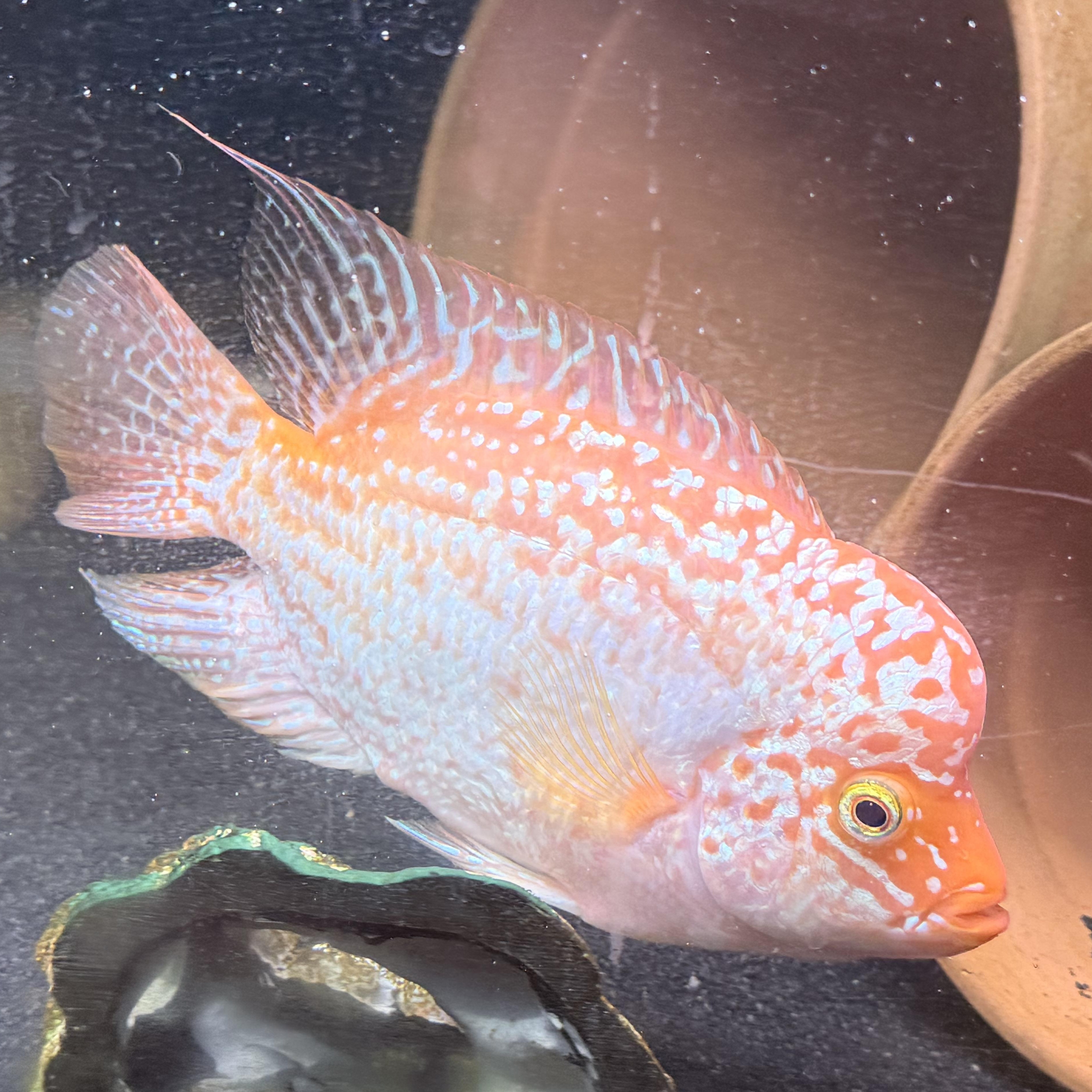 Enlarge Sherbert (orange/white flowerhorn), a Adoptable Freshwater Fish in Quilcene, WA image 4/6