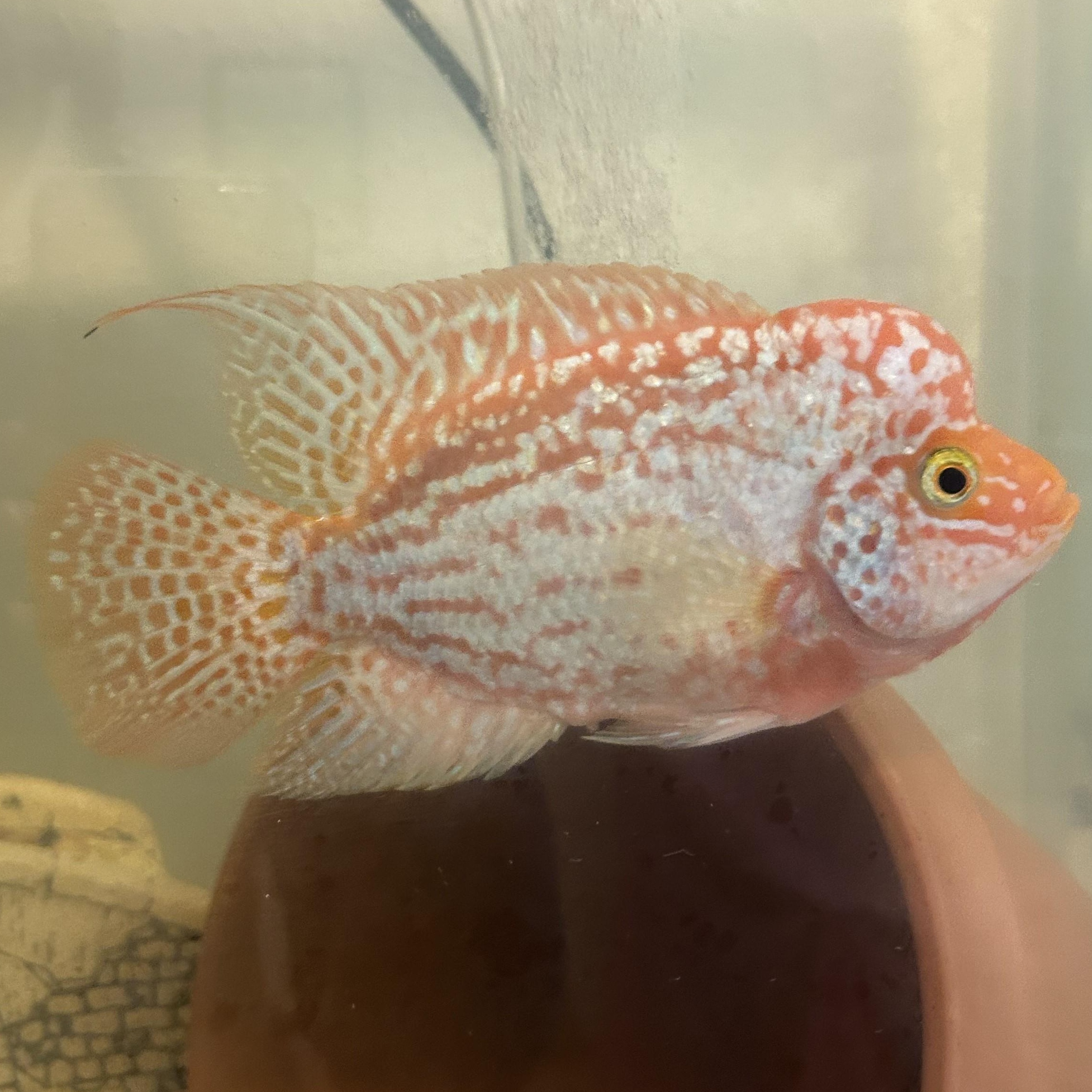 Enlarge Sherbert (orange/white flowerhorn), a Adoptable Freshwater Fish in Quilcene, WA image 2/6