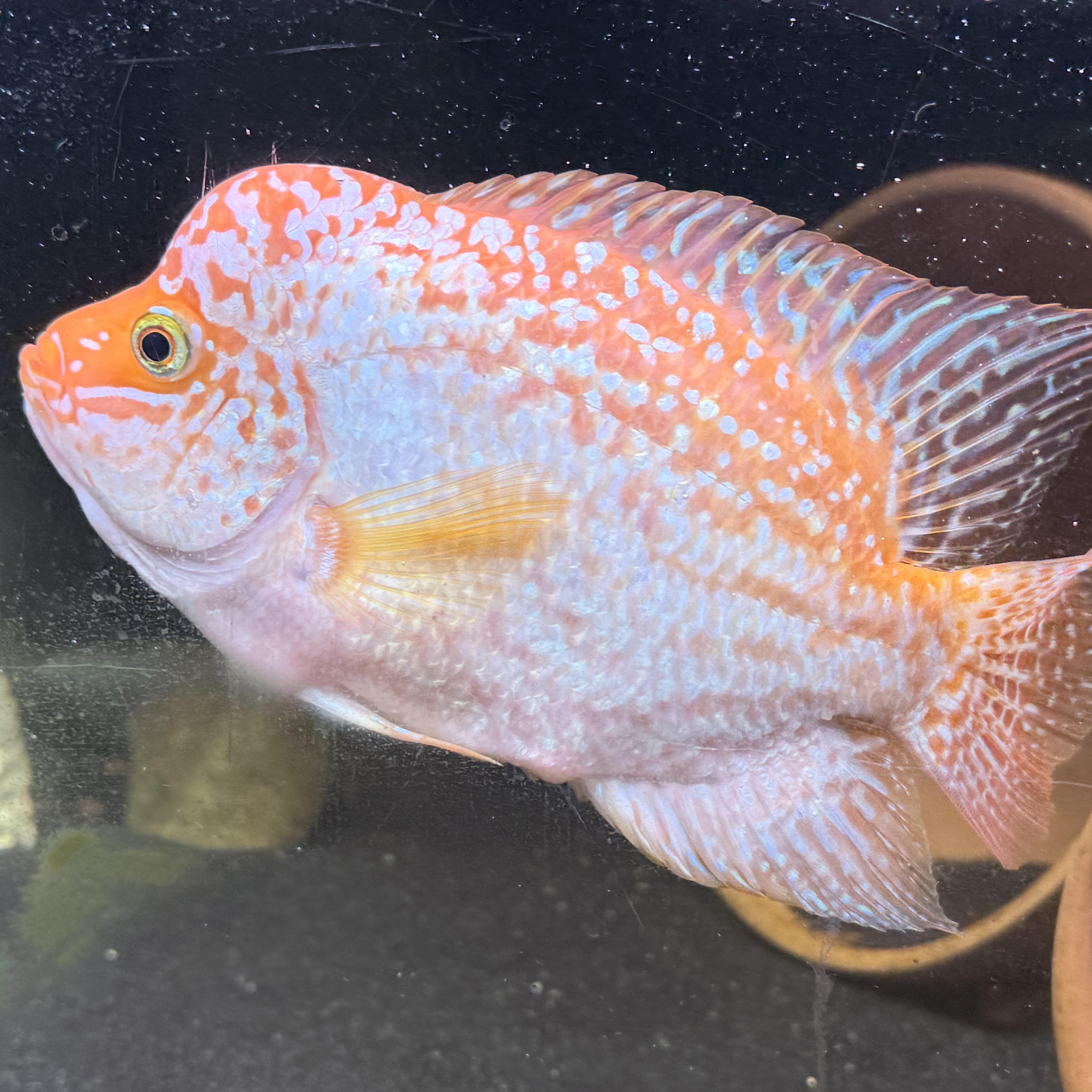 Enlarge Sherbert (orange/white flowerhorn), a Adoptable Freshwater Fish in Quilcene, WA image 1/6