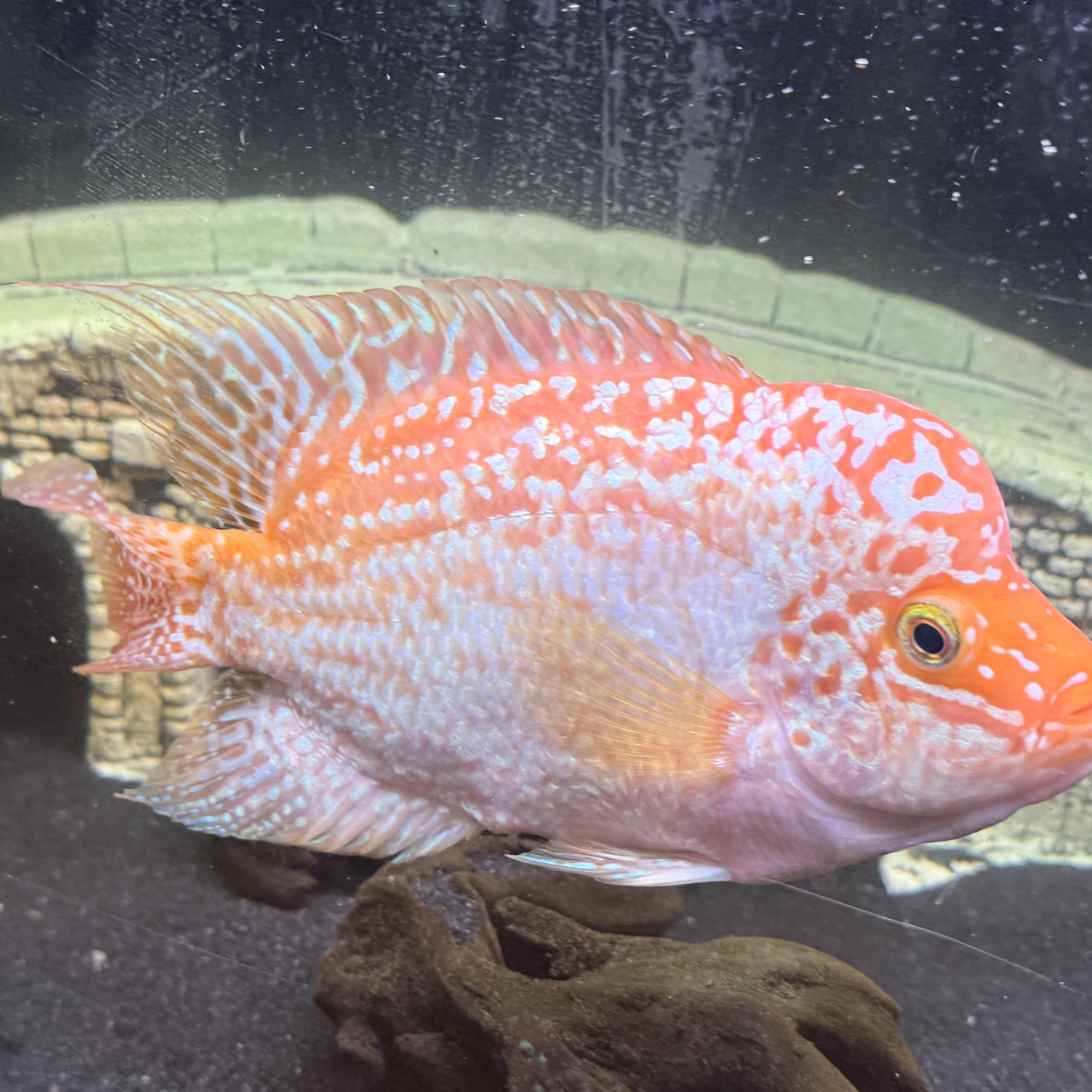 Enlarge Sherbert (orange/white flowerhorn), a Adoptable Freshwater Fish in Quilcene, WA image 6/6