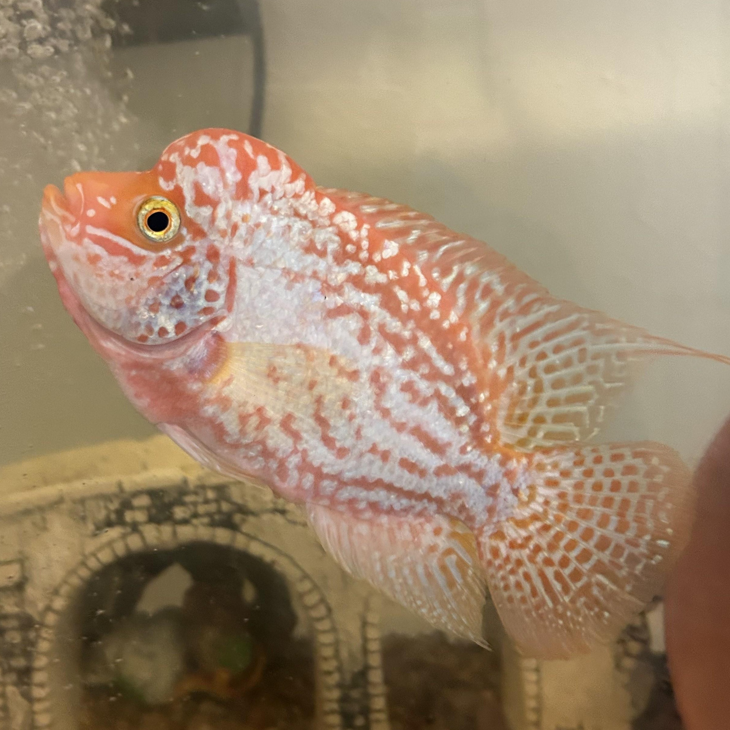 Enlarge Sherbert (orange/white flowerhorn), a Adoptable Freshwater Fish in Quilcene, WA image 3/6