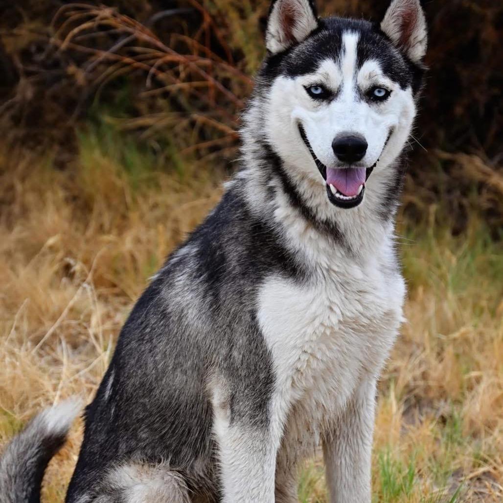 Kento, a ADOPTABLE Husky in Fallon, NV image 1/3
