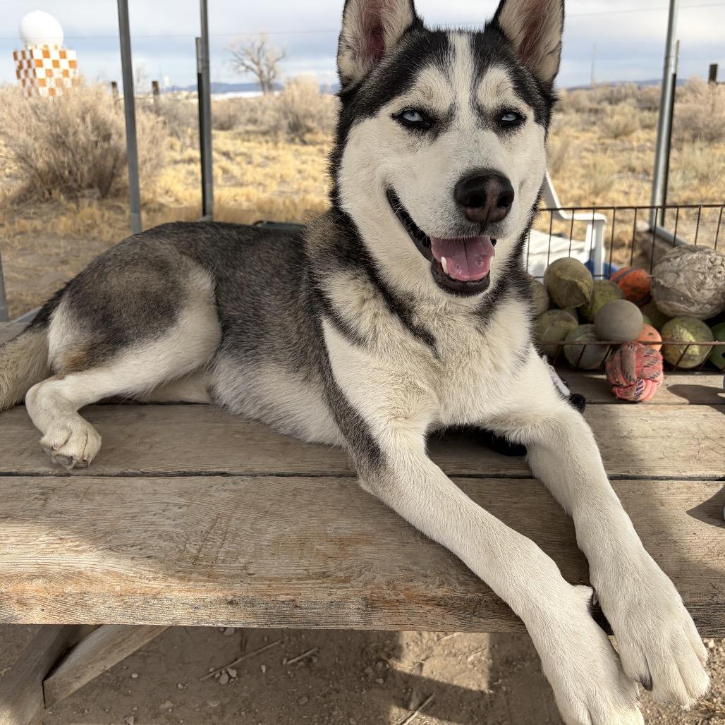 Kento, a ADOPTABLE Husky in Fallon, NV image 3/3