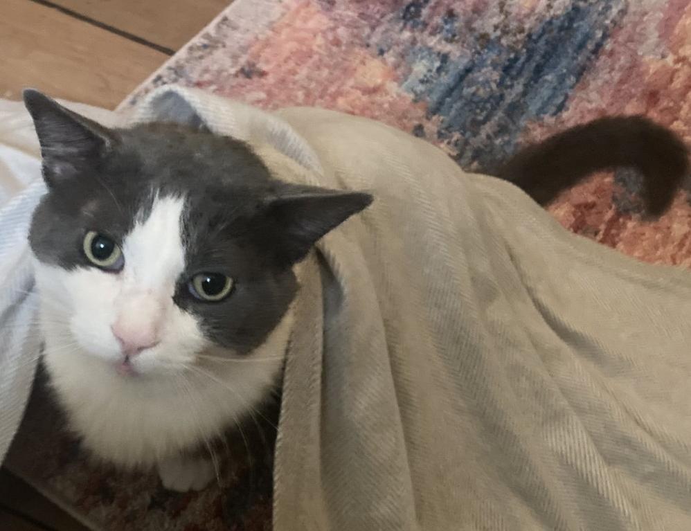 Enlarge Clyde, a Adoptable Domestic Short Hair in Kalamazoo, MI image 1/2