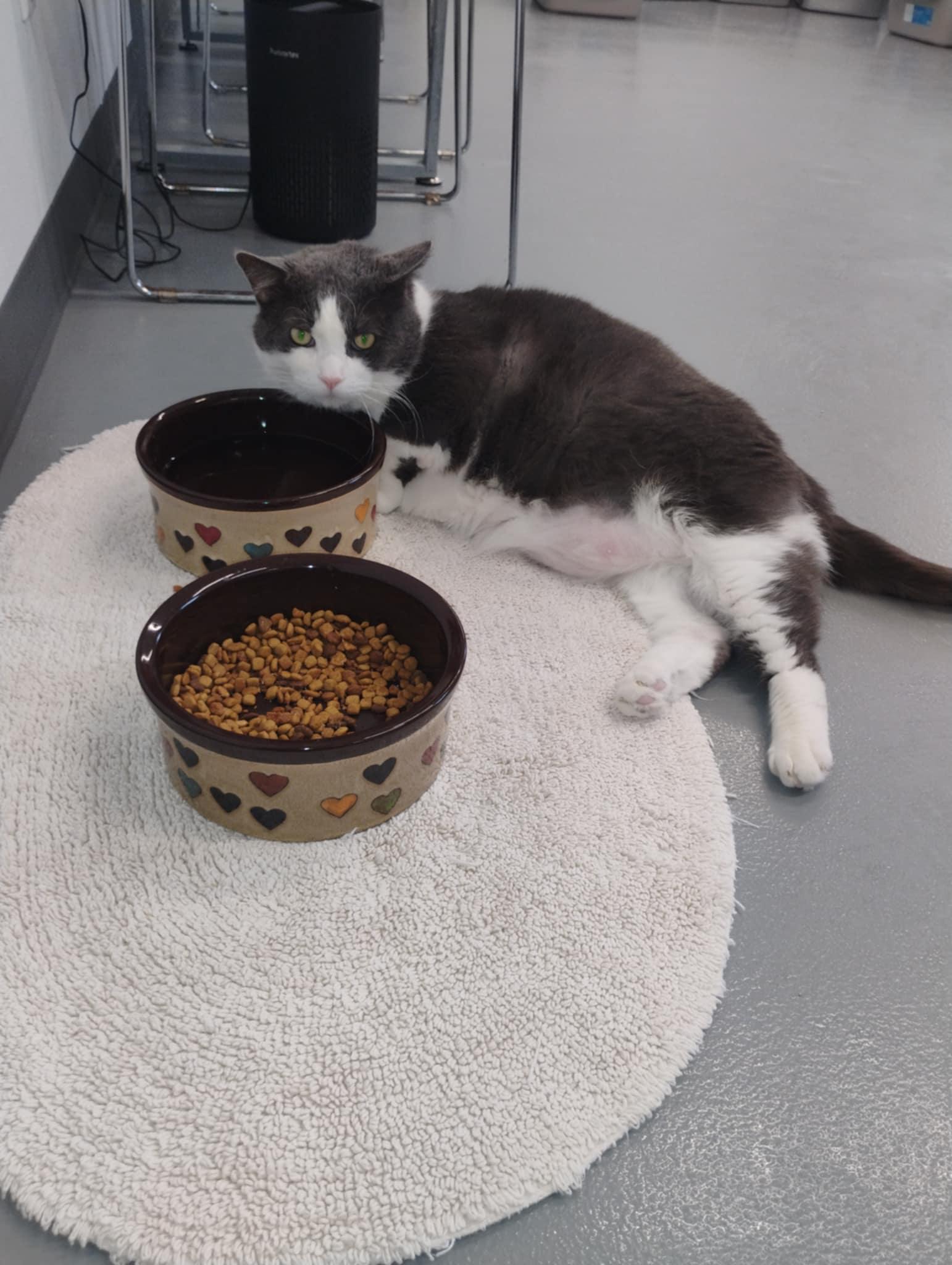 Clyde, Adoptable, Adult Male Domestic Short Hair.