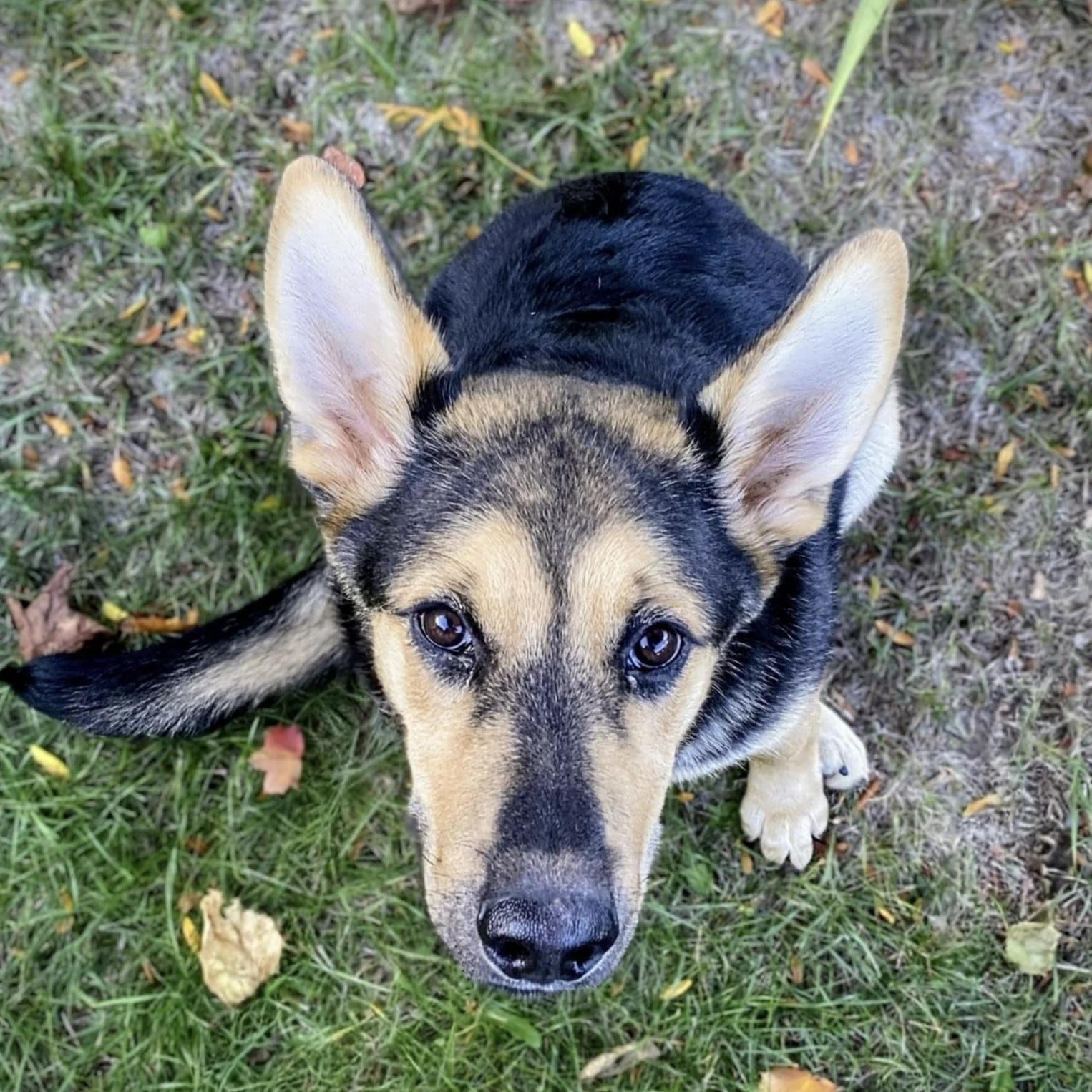 Tucker (20251028-06)