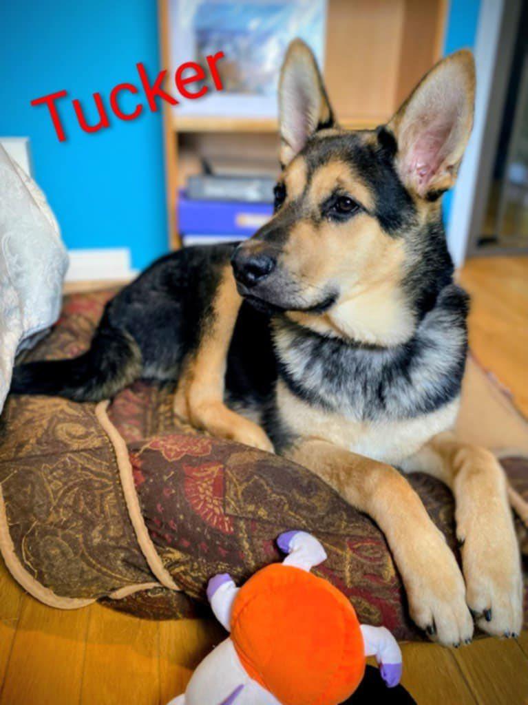 Tucker (20251028-06)