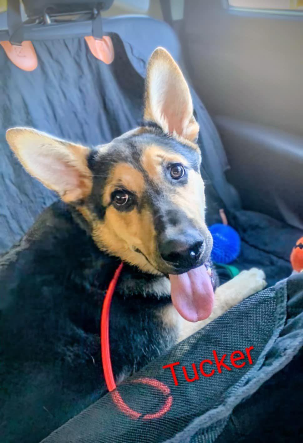 Tucker (20251028-06)