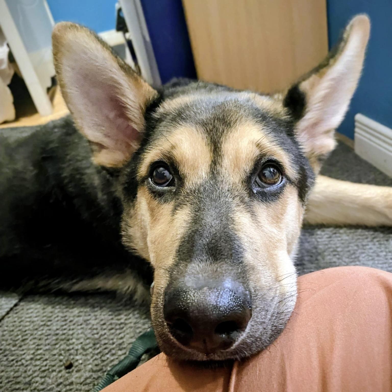 Tucker (20251028-06)