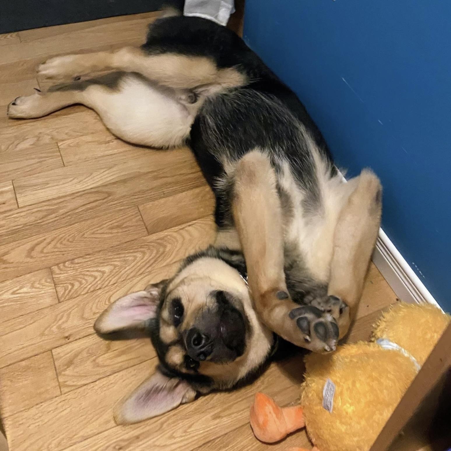 Tucker (20251028-06)