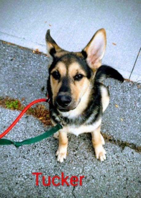 Tucker (20251028-06)