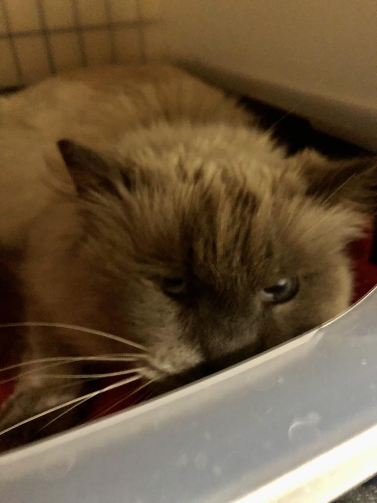 Mooney K*, Adoptable, Senior Female Domestic Long Hair & Siamese.