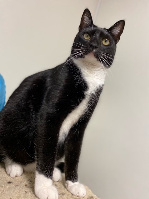 Alfie, Adoptable, Adult Male Domestic Short Hair.