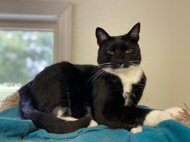 Enlarge Alfie, a Adoptable mixed breed in Centralia, IL image 2/9