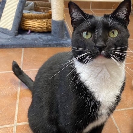 Enlarge Alfie, a Adoptable mixed breed in Centralia, IL image 3/9