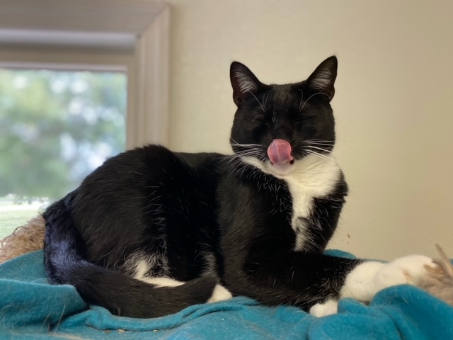 Enlarge Alfie, a Adoptable mixed breed in Centralia, IL image 4/9