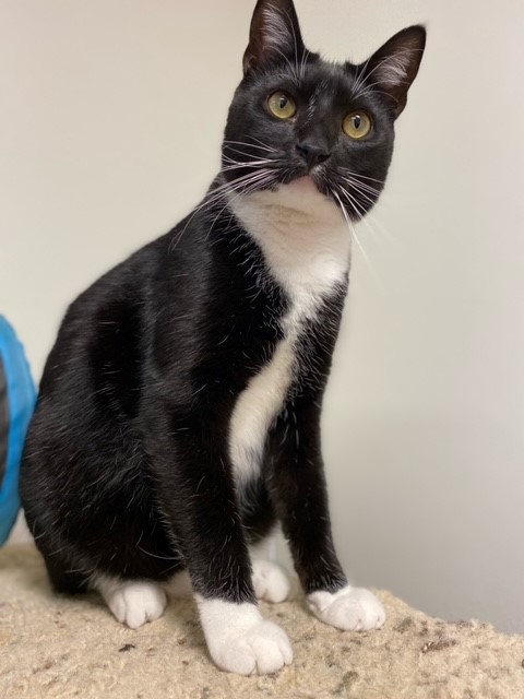 Enlarge Alfie, a Adoptable mixed breed in Centralia, IL image 5/9