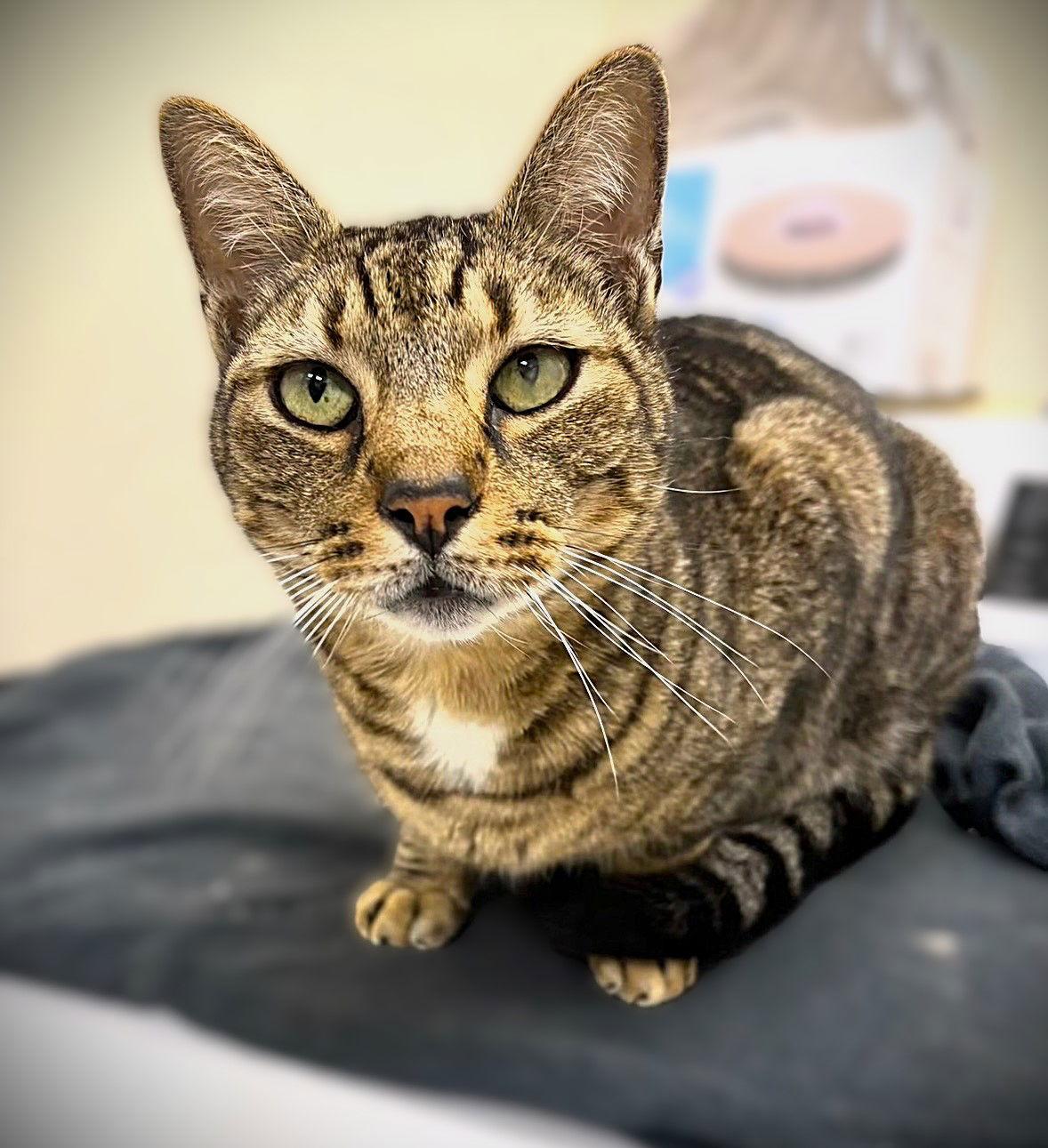 Enlarge Chester, a Adoptable Tabby in Fort Myers, FL image 1/1