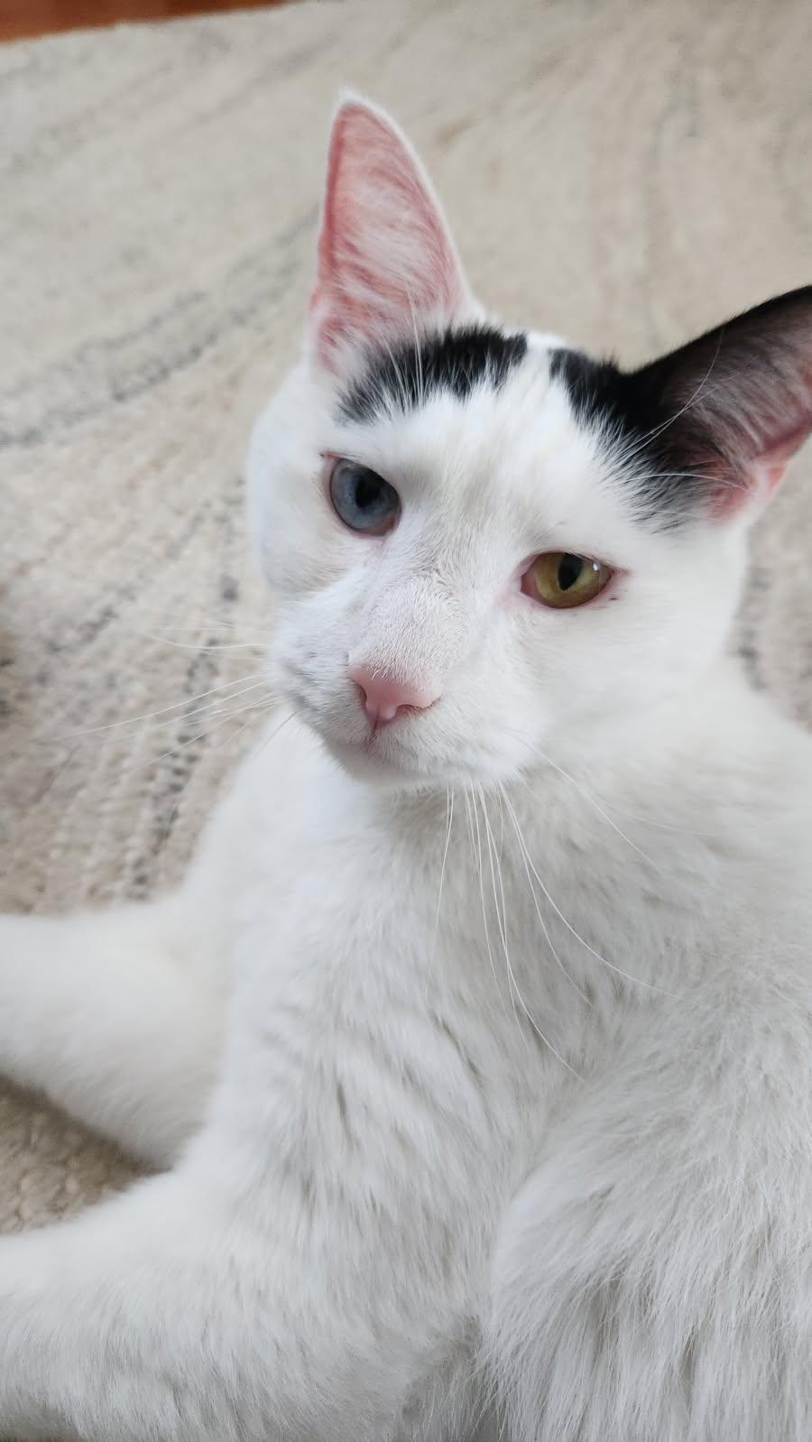 Enlarge Boogie and Woogie, a ADOPTABLE Domestic Short Hair in Melrose, MA image 2/6