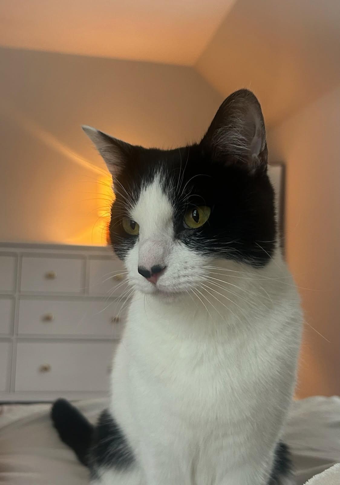 Enlarge Boogie and Woogie, a ADOPTABLE Domestic Short Hair in Melrose, MA image 4/6