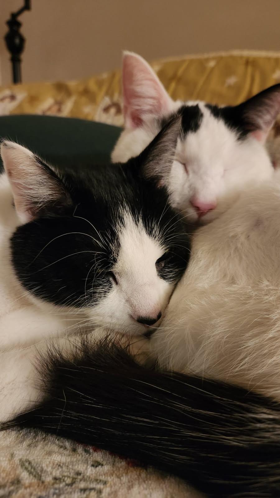 Boogie and Woogie, ADOPTABLE, Young Male Domestic Short Hair.