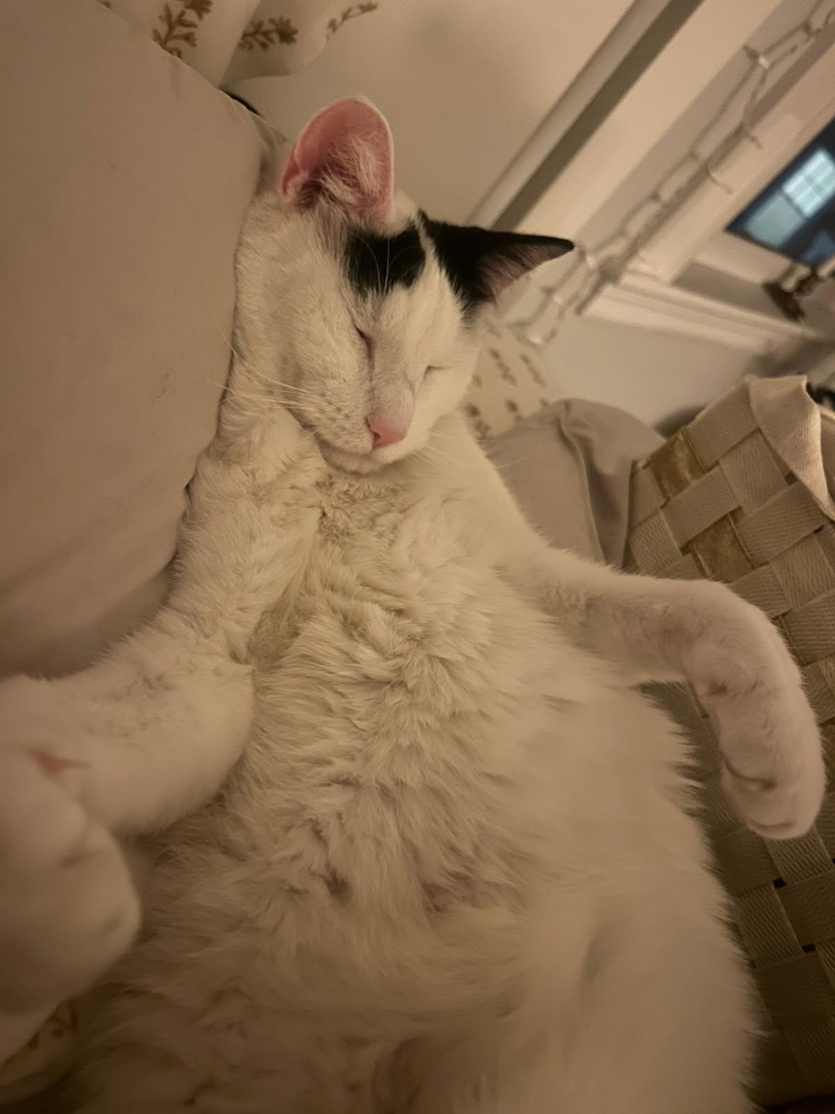 Enlarge Boogie and Woogie, a ADOPTABLE Domestic Short Hair in Melrose, MA image 3/6