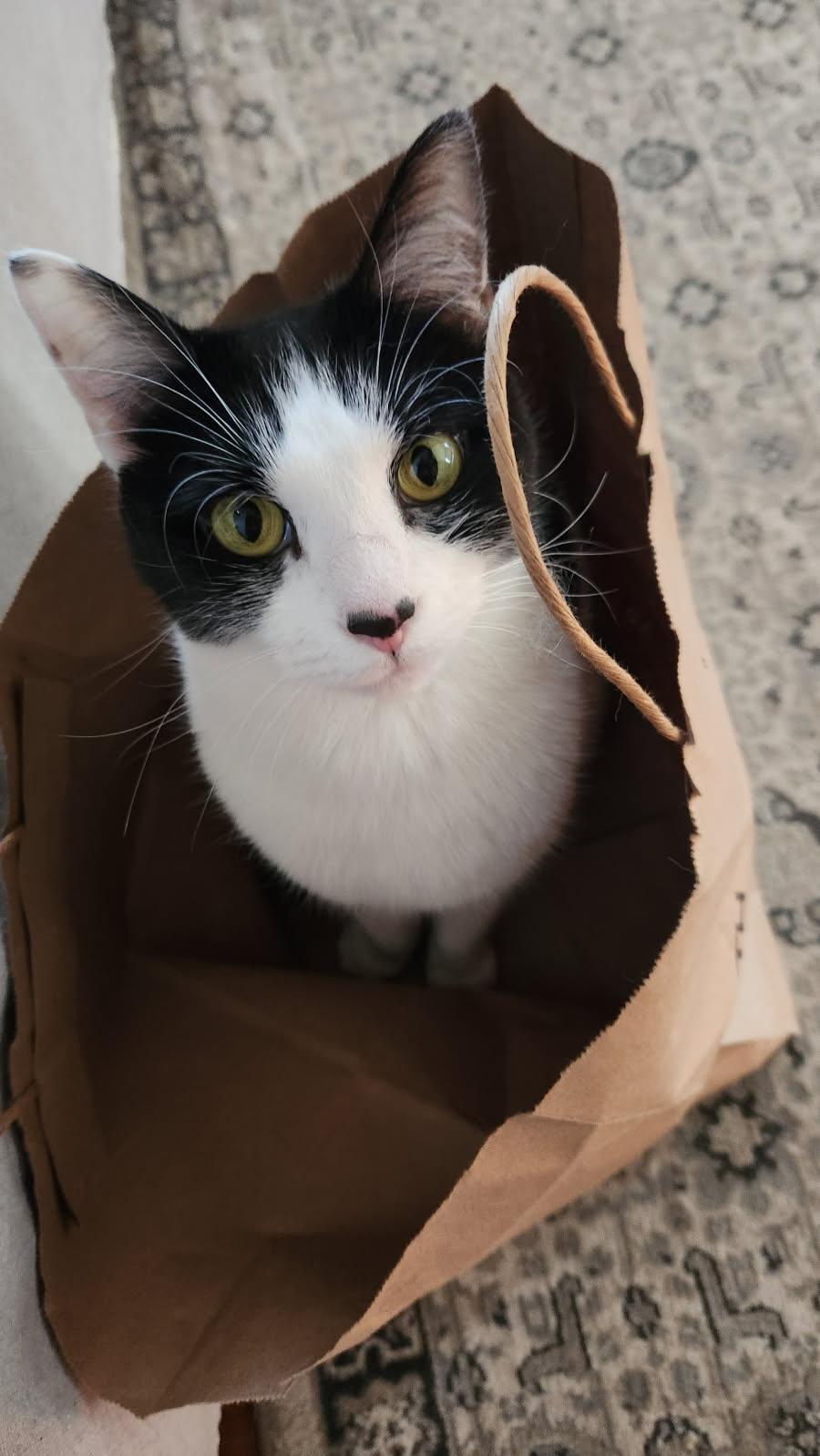 Enlarge Boogie and Woogie, a ADOPTABLE Domestic Short Hair in Melrose, MA image 5/6