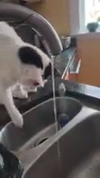 Enlarge Boogie and Woogie, a ADOPTABLE Domestic Short Hair in Melrose, MA video 6/6