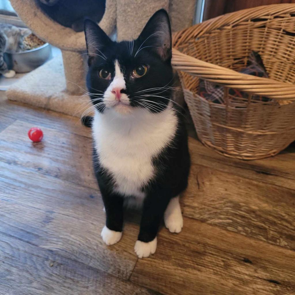 Acer, Adoptable, Adult Female Domestic Short Hair.