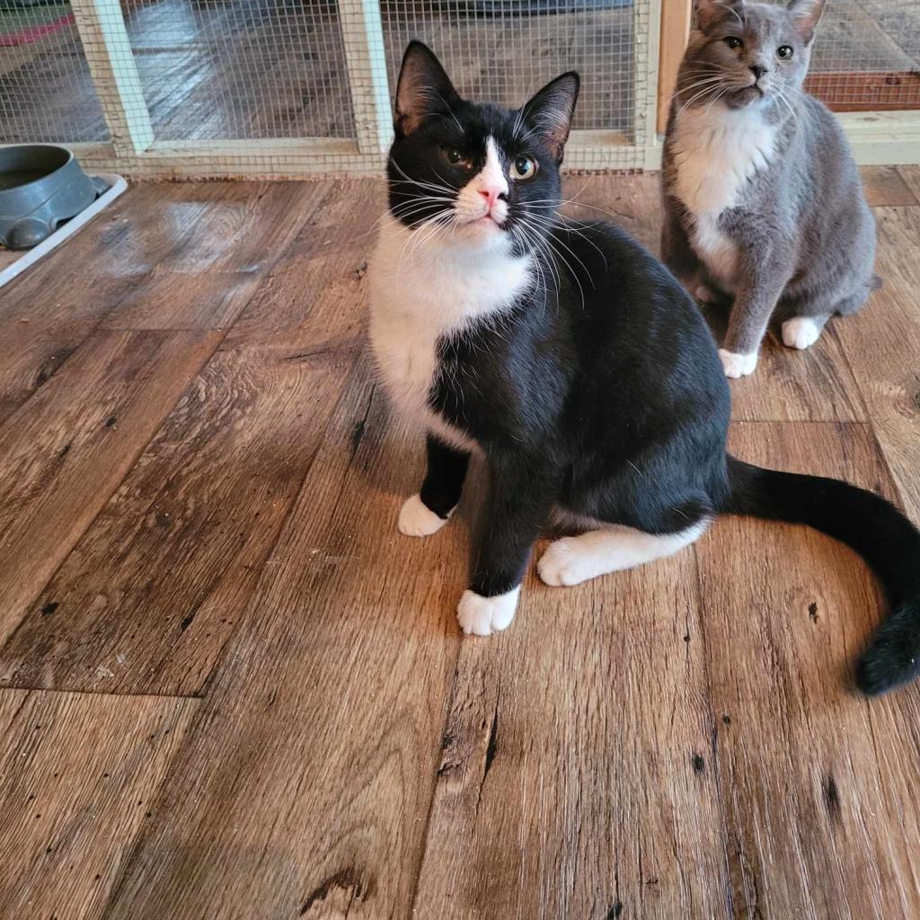 Acer, Adoptable, Adult Female Domestic Short Hair.