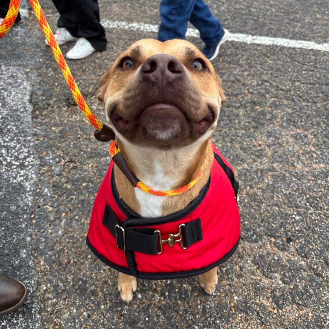 Joey, Adoptable, Adult Male Pit Bull Terrier.