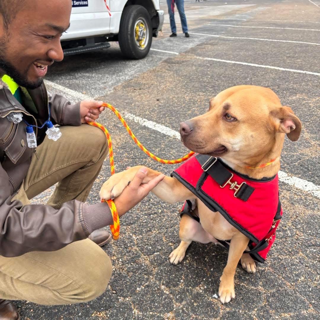 Enlarge Joey, a Adopted Pit Bull Terrier in Richardson, TX image 2/3