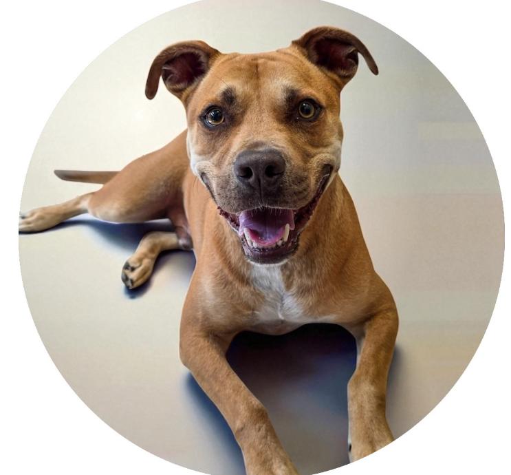 Enlarge Joey, a Adopted Pit Bull Terrier in Richardson, TX image 3/3