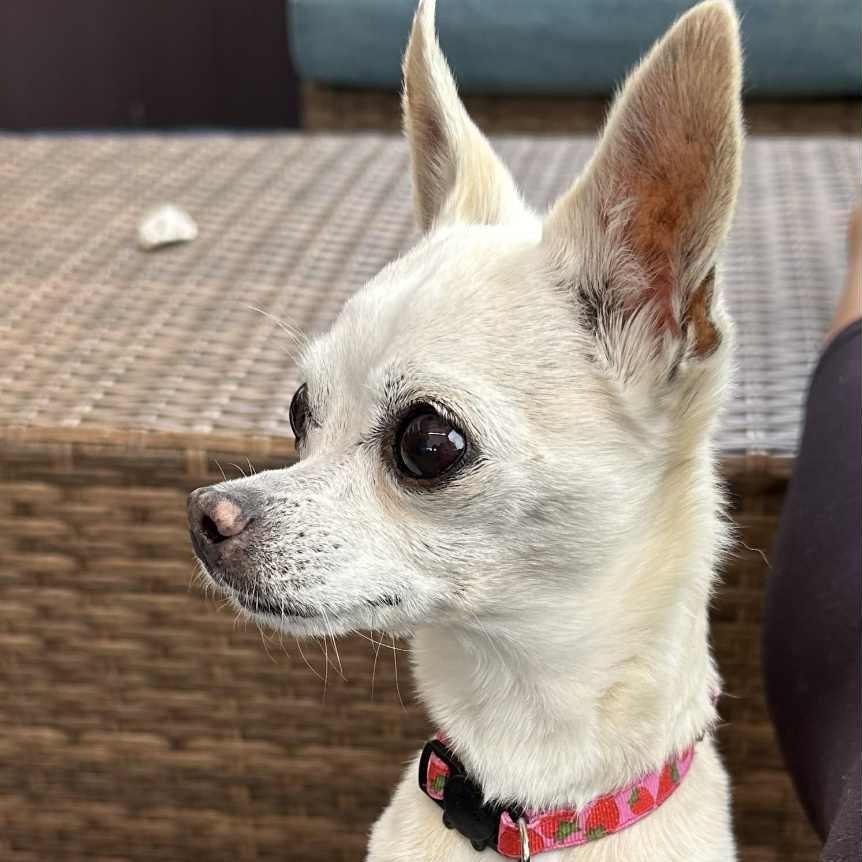 Lady and Ebony (Bonded Pair)