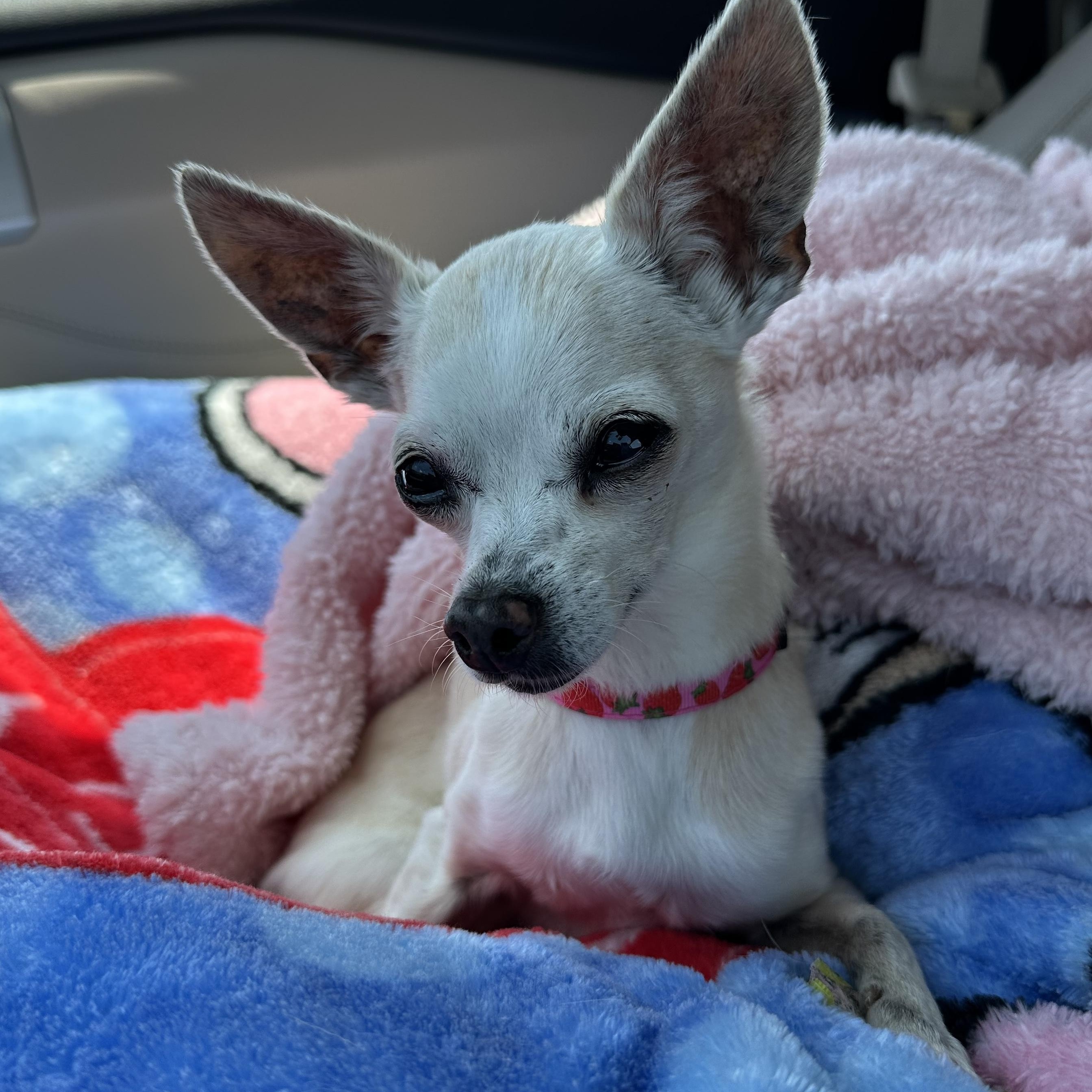 Lady and Ebony (Bonded Pair)