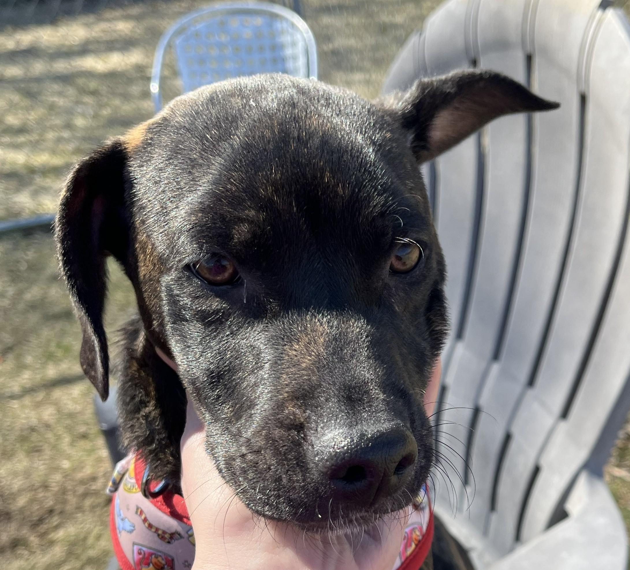 Enlarge Rusty, an adopted mixed breed in Grayslake, IL image 3/5