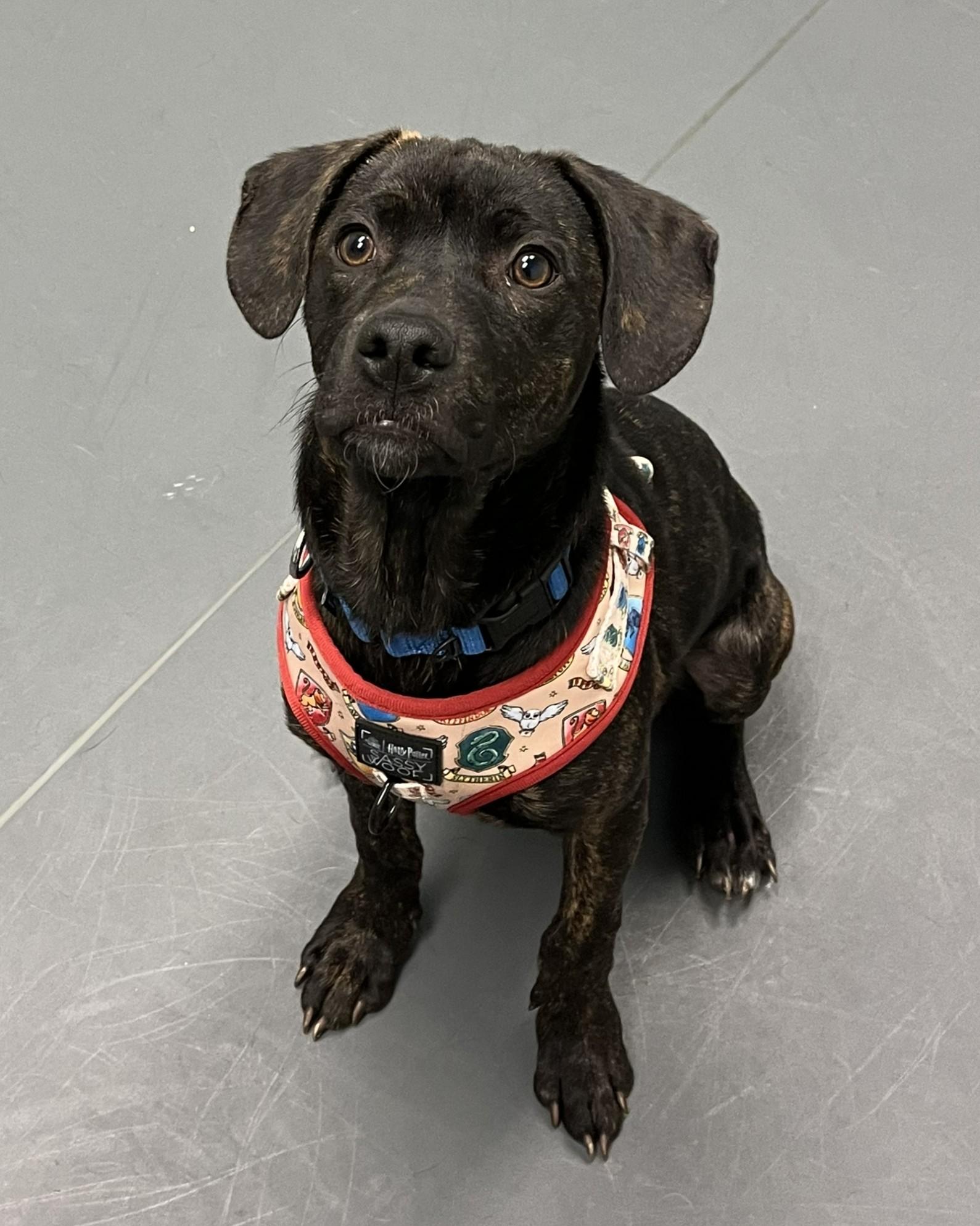 Enlarge Rusty, an adopted mixed breed in Grayslake, IL image 2/5