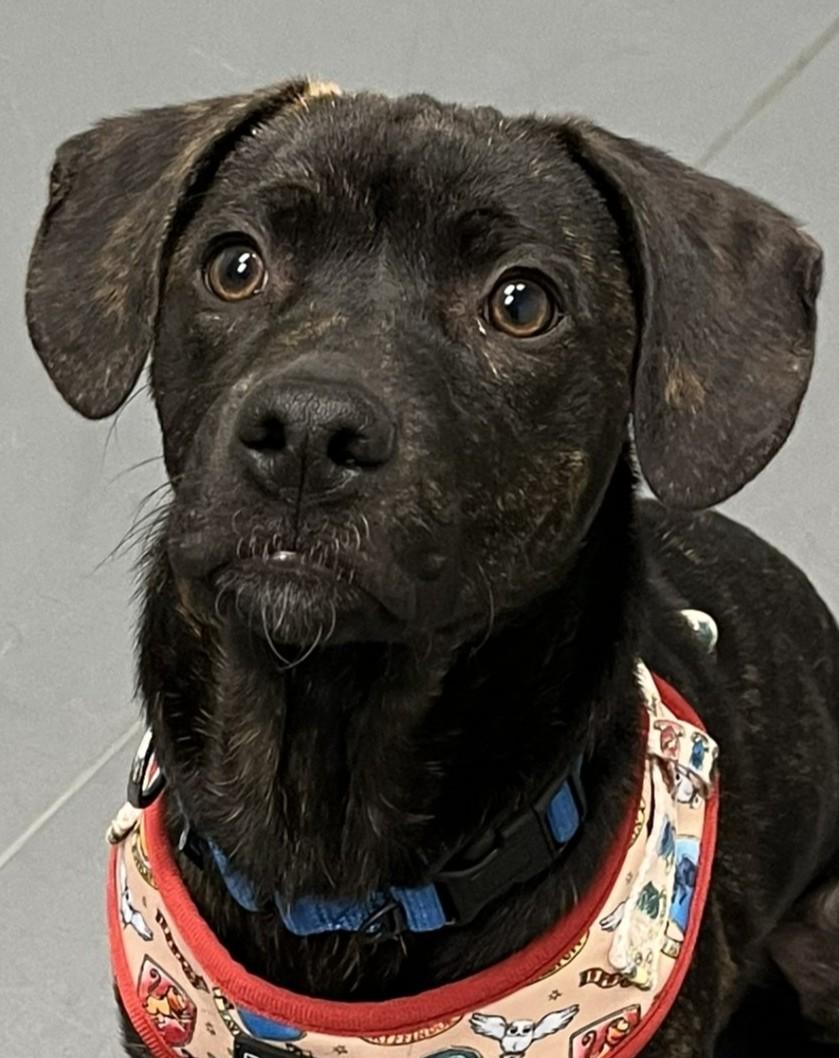 Rusty, adopted, Puppy Male Labrador Retriever & Terrier.