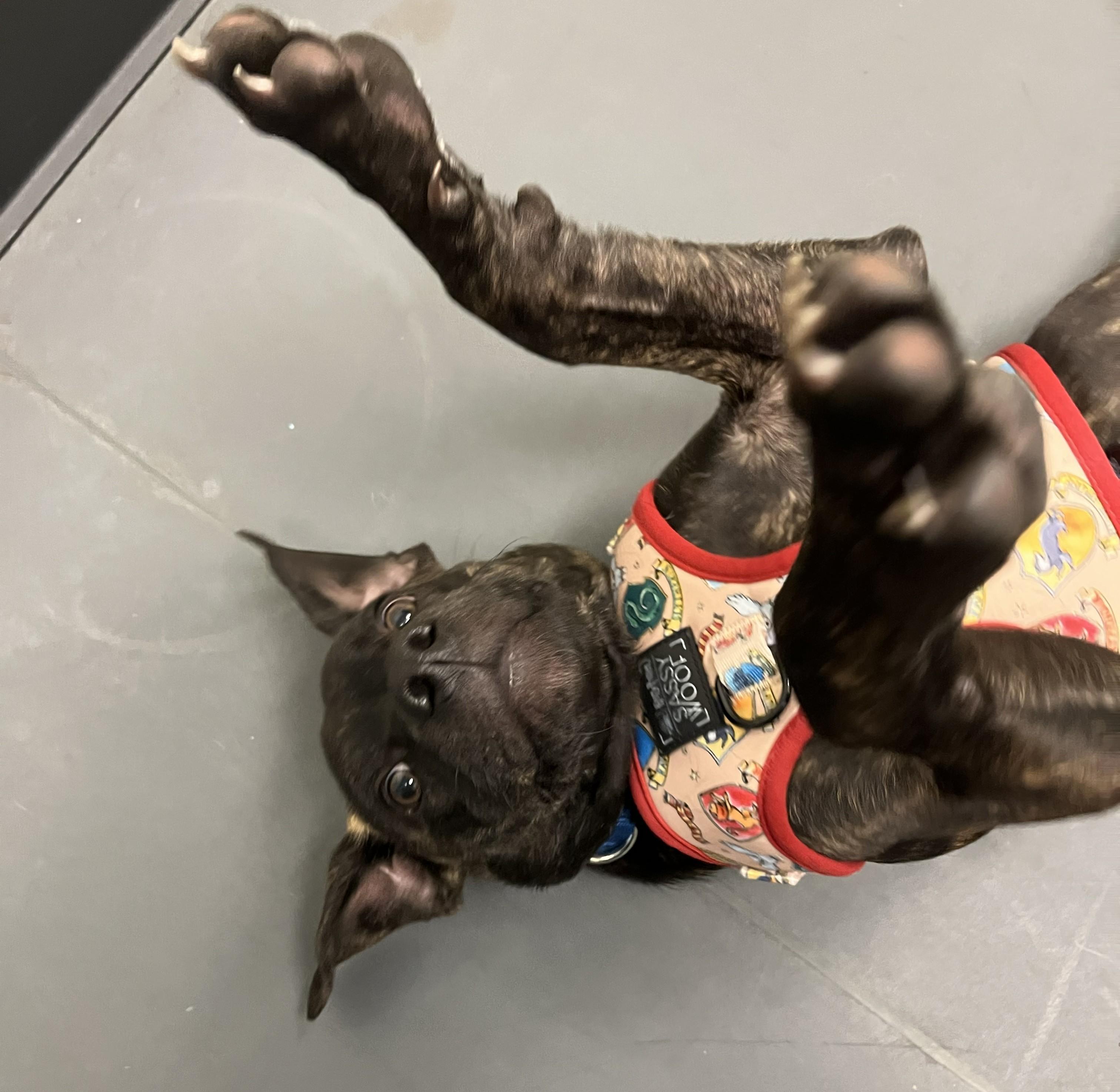 Enlarge Rusty, an adopted mixed breed in Grayslake, IL image 5/5