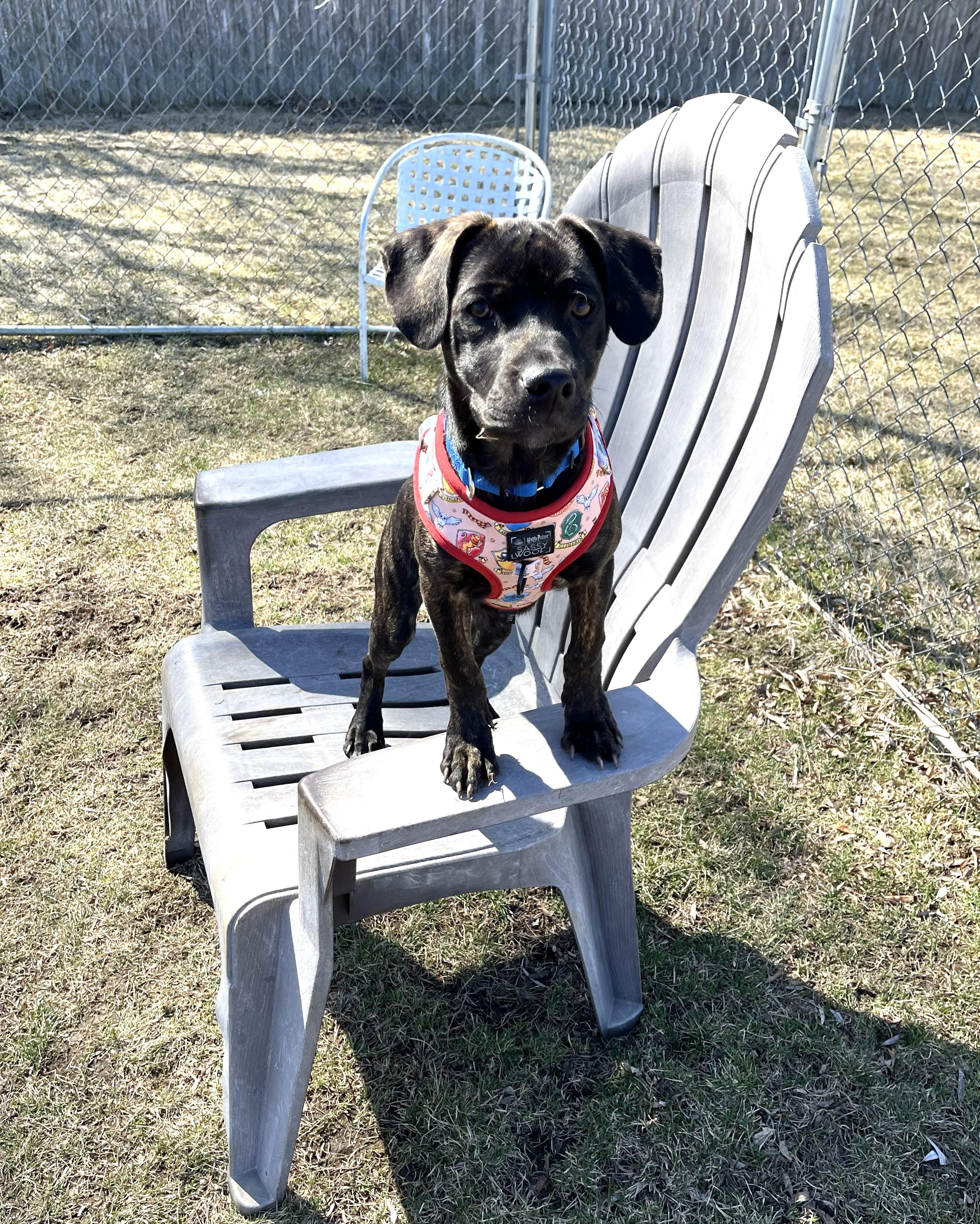 Enlarge Rusty, an adopted mixed breed in Grayslake, IL image 4/5