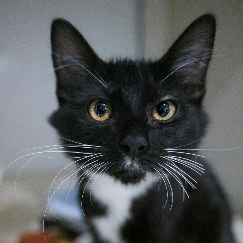 Enlarge Shrek, a Adoptable Domestic Medium Hair in Bradenton, FL image 1/1