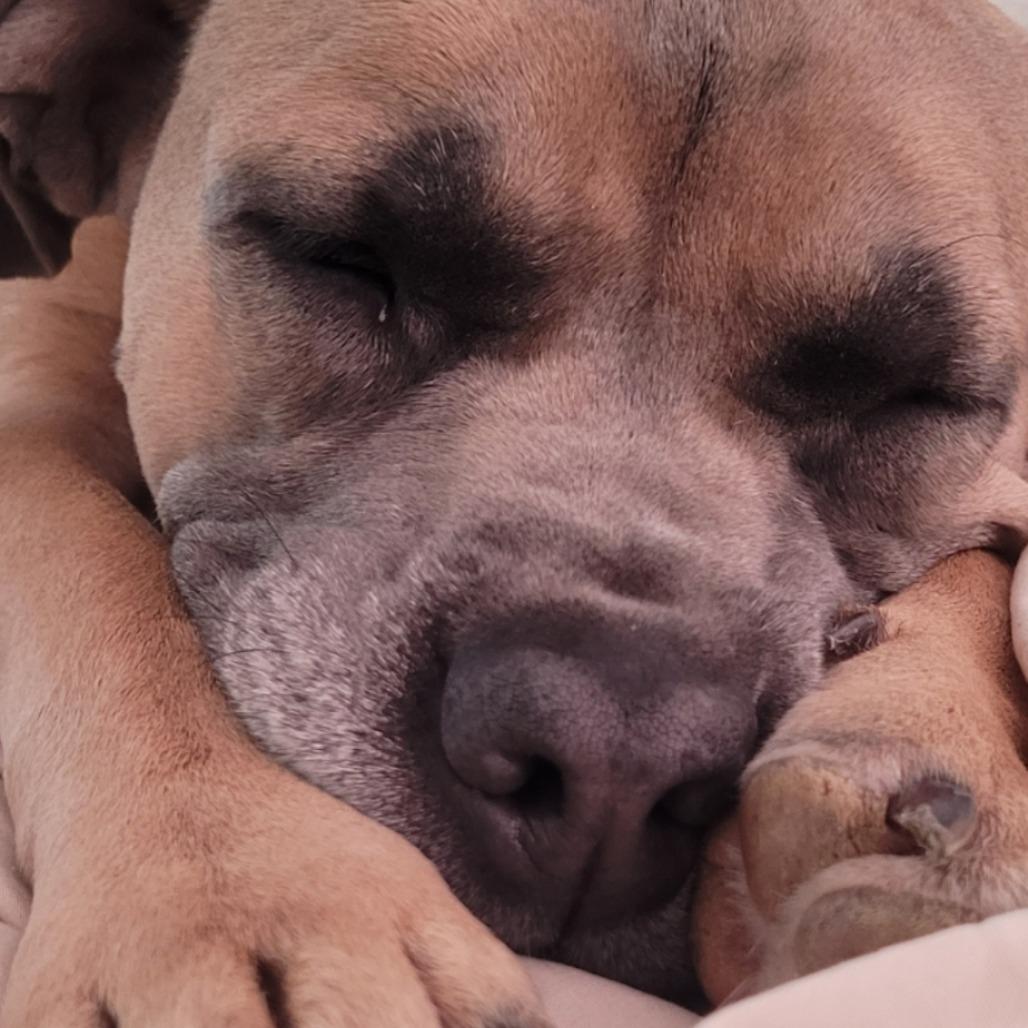 Murphy, Adoptable, Young Male Cane Corso.