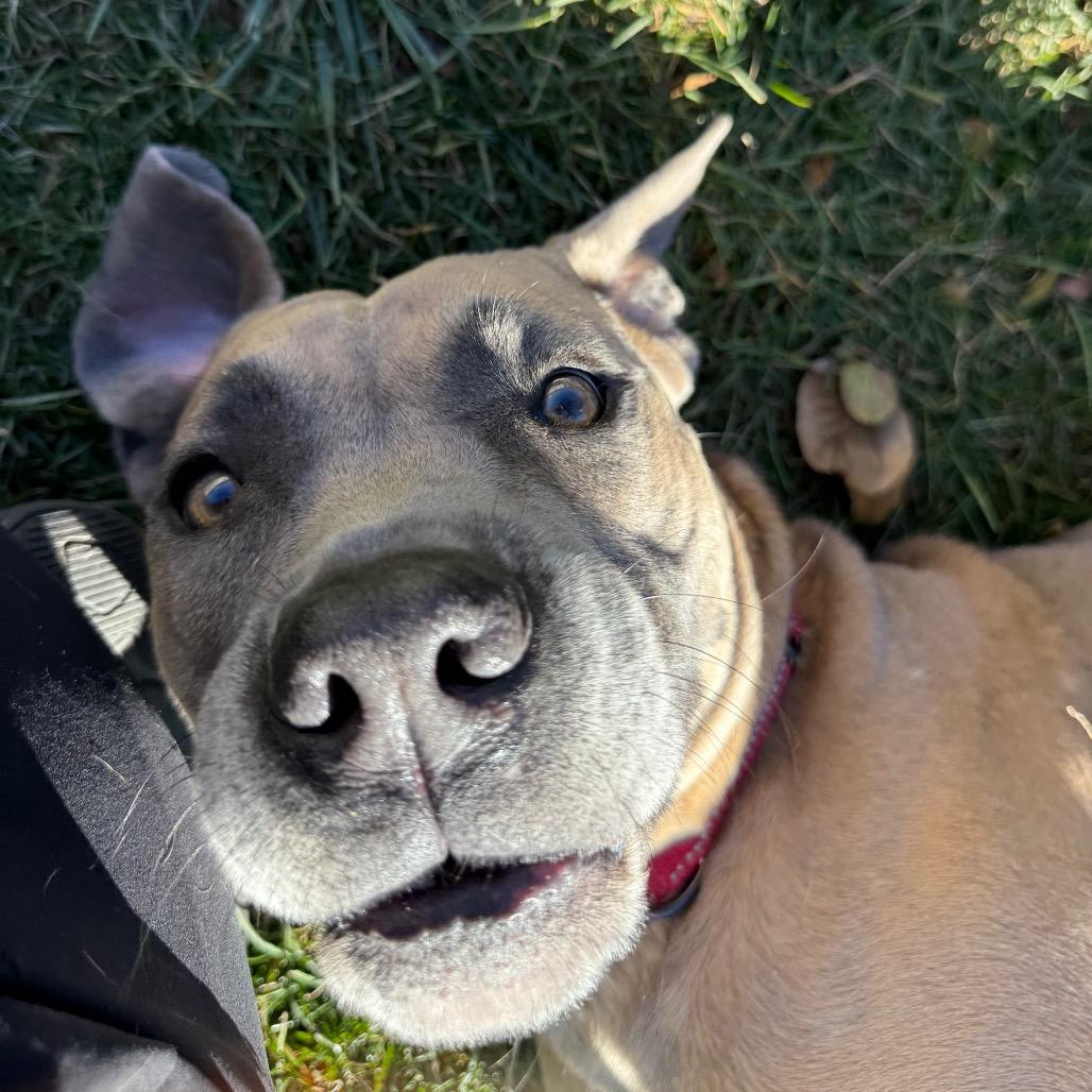 Enlarge Murphy, a Adoptable mixed breed in Naperville, IL image 3/6