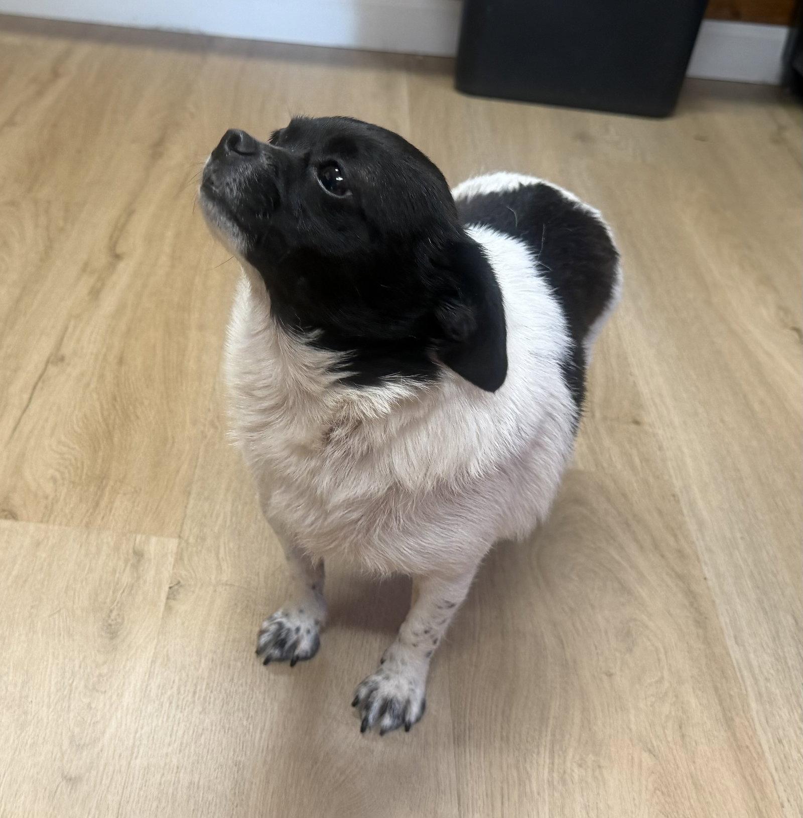 Priscilla, Adoptable, Adult Female Chihuahua.