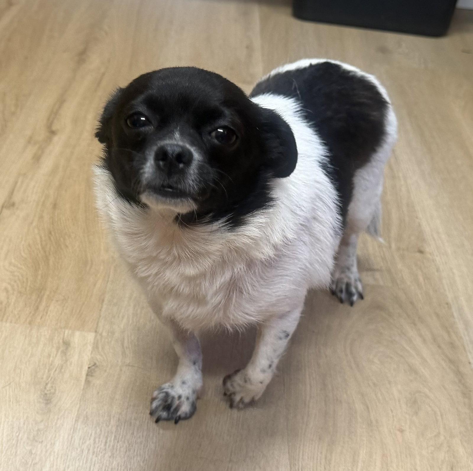 Enlarge Priscilla, a Adoptable Chihuahua in Raleigh, NC image 3/3