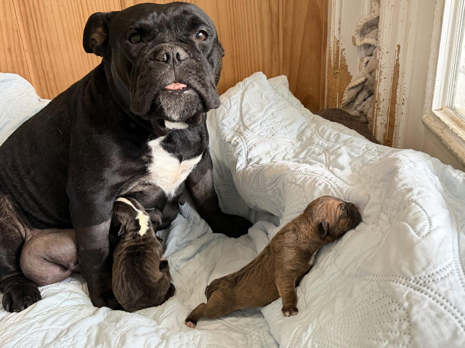 Midnight, Adoptable, Adult Female English Bulldog & Pit Bull Terrier.