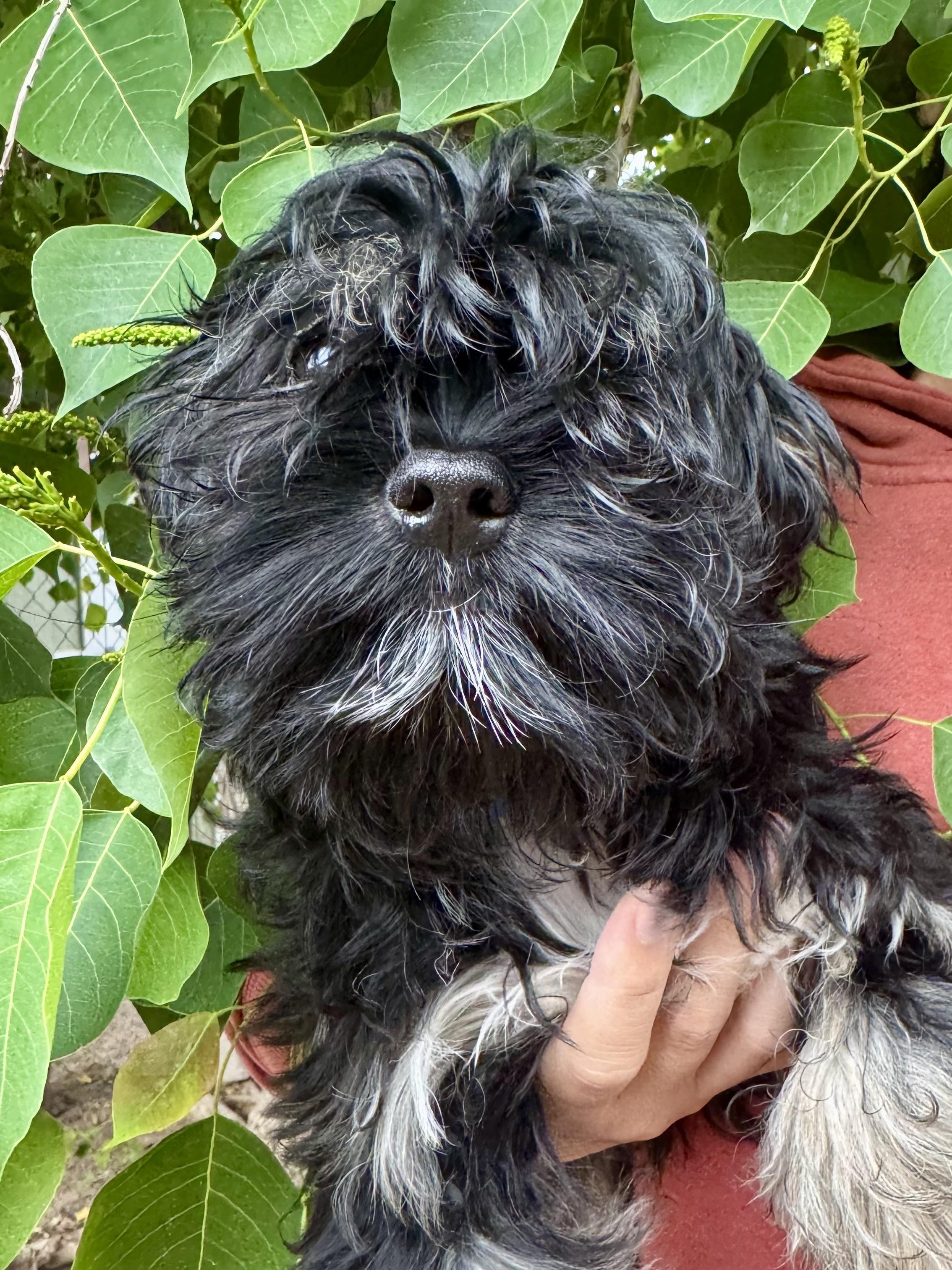 Enlarge BABY LUCAS , an adopted mixed breed in Fresno, CA image 1/4