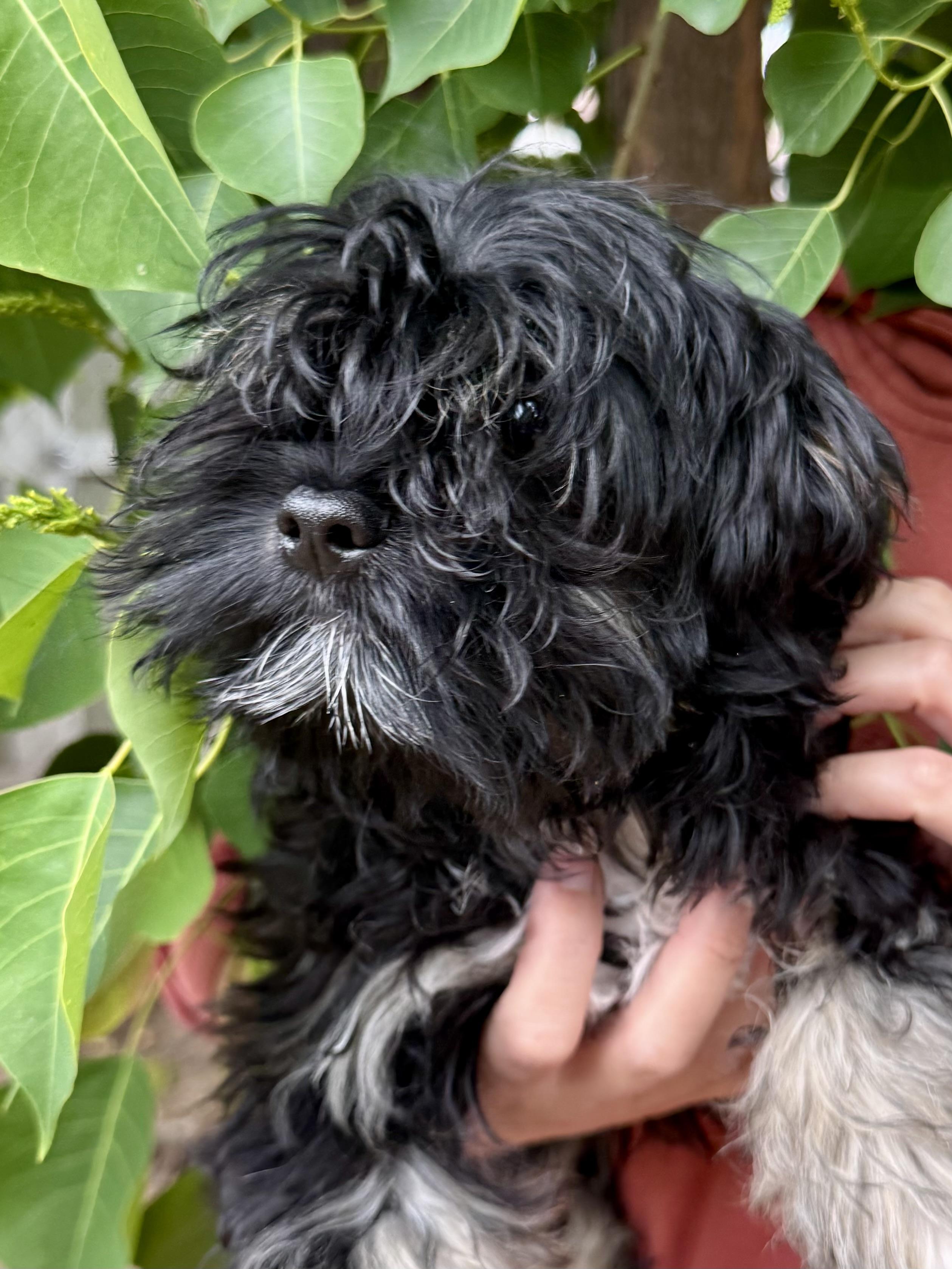 Enlarge BABY LUCAS , an adopted mixed breed in Fresno, CA image 2/4