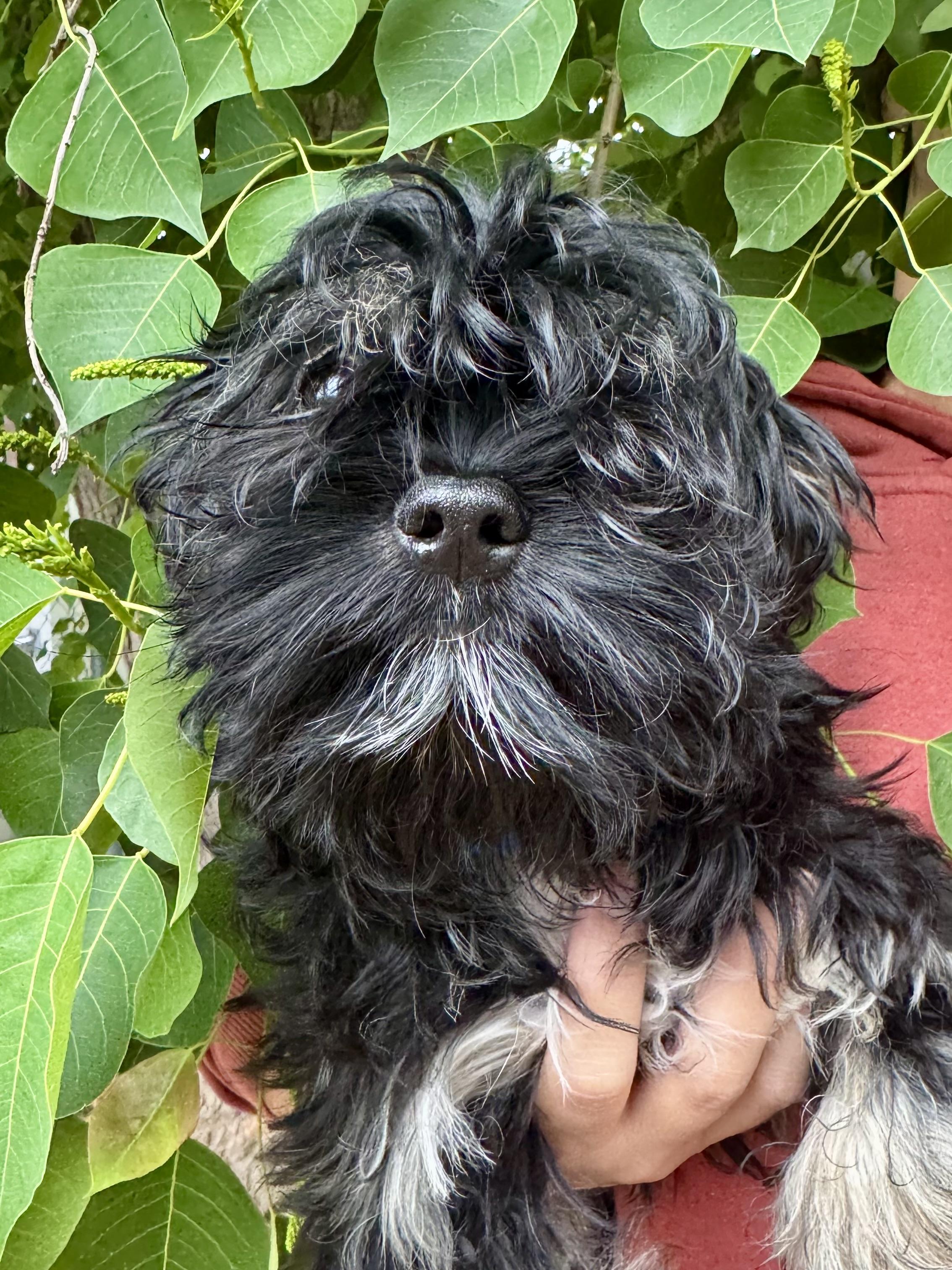 Enlarge BABY LUCAS , an adopted mixed breed in Fresno, CA image 3/4